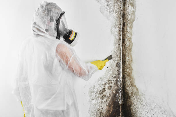 Best Certified Mold Removal  in Buhl, MN