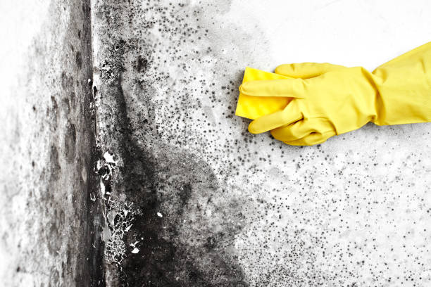 Best Residential Mold Removal  in Buhl, MN