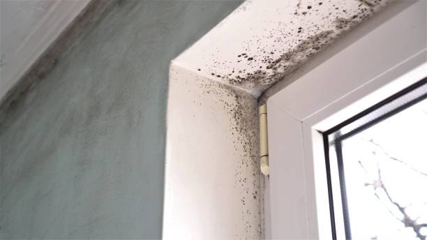 Best Certified Mold Removal  in Buhl, MN
