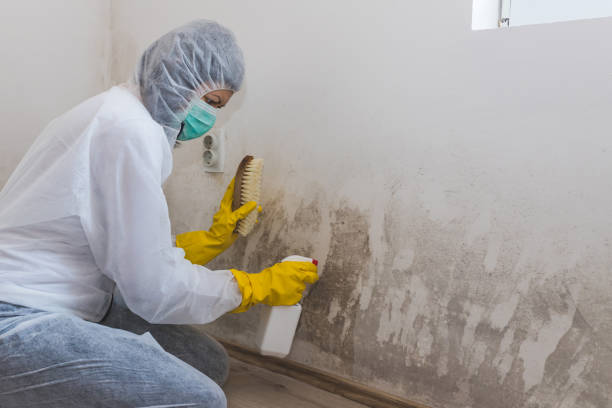 Best Toxic Mold Removal  in Buhl, MN