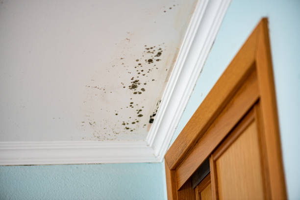 Best Mold Damage Repair  in Buhl, MN