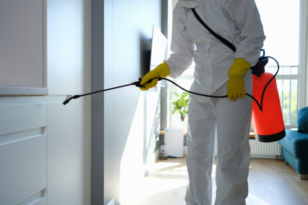 Mold Removal Process in Buhl, MN