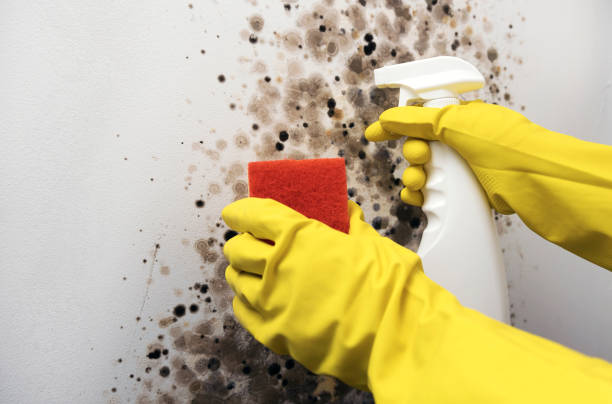 Certified Mold Removal in Buhl, MN